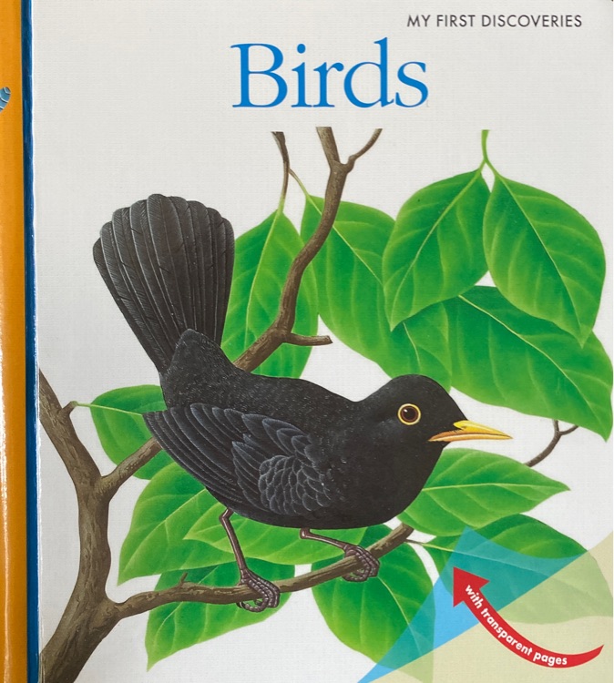 Birds