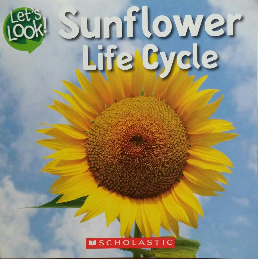 Sunflower Life Cycle