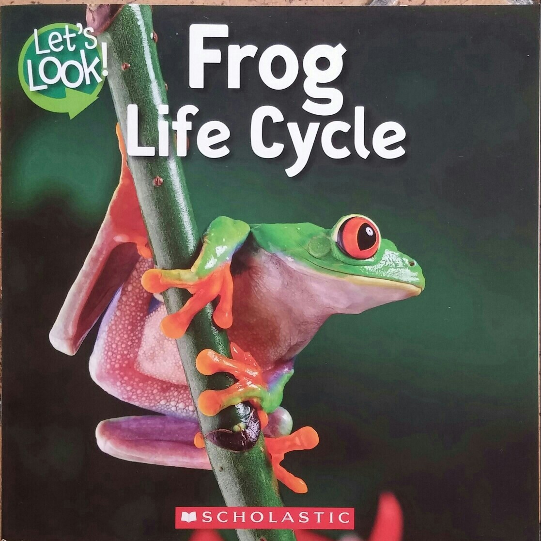 Frog Life Cycle