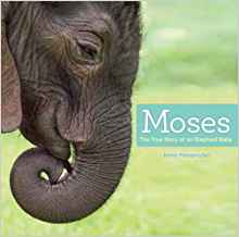 Moses: The True Story of an Elephant B