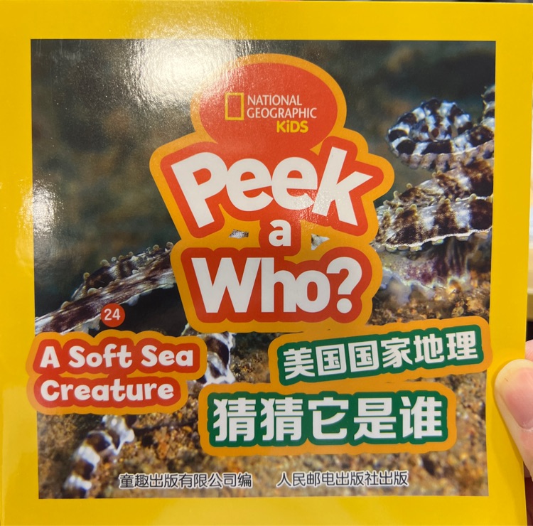 peek a who? 24-a soft sea creature