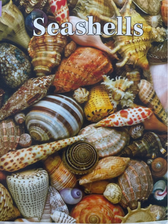 seashells