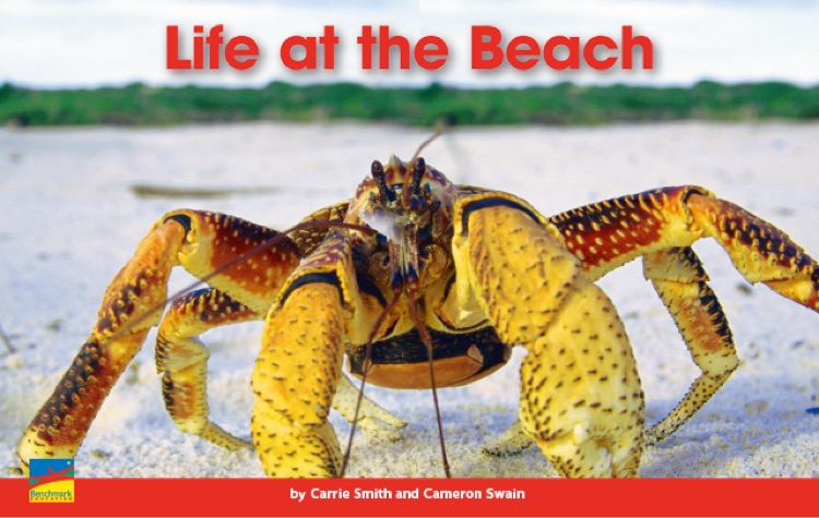 Life at the beach