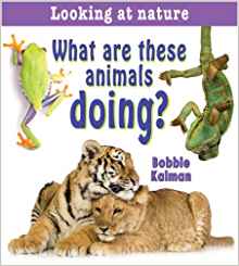 What Are These Animals Doing? (Looking
