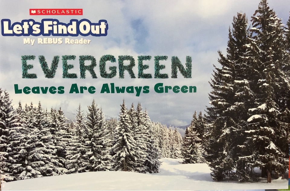 Evergreen