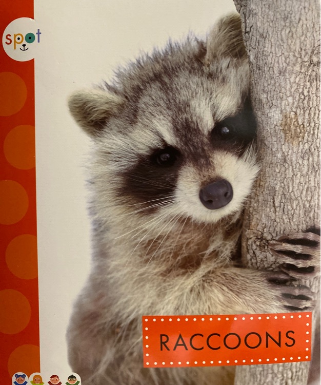 RACCOONS