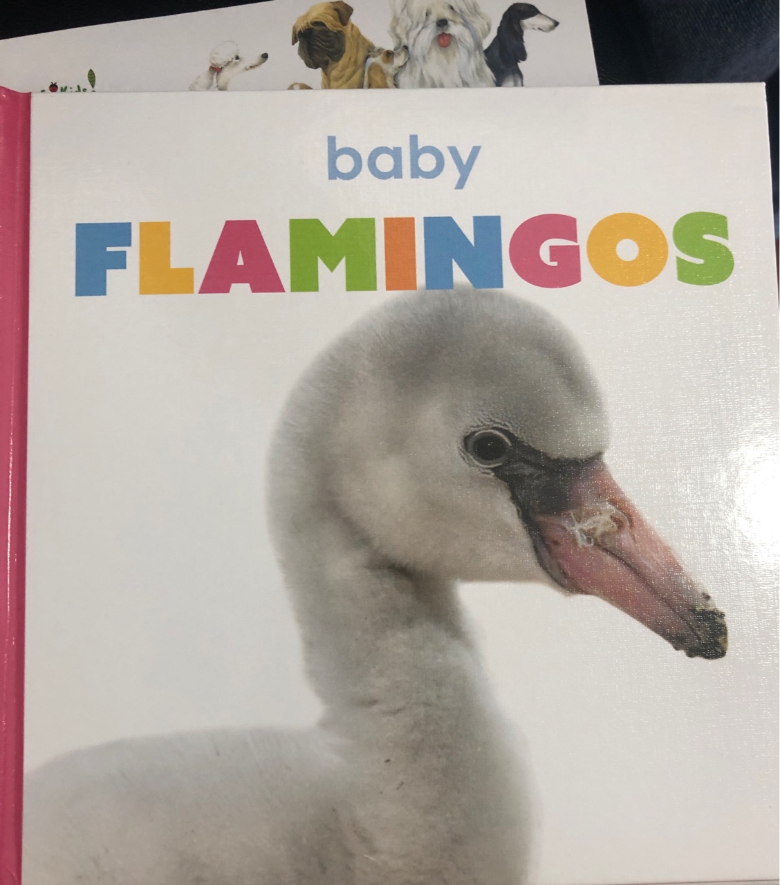 Flamingos