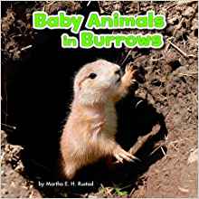 Baby Animals in Burrows (Little Pebble