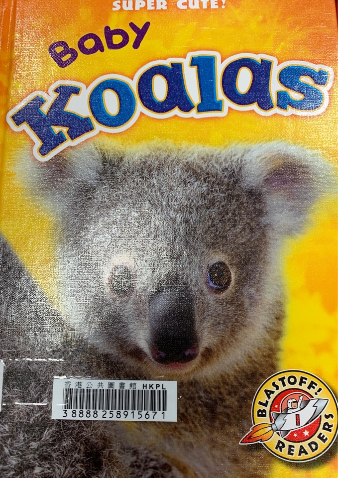 Baby koalas
