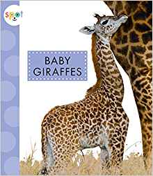Baby Giraffes (Spot)
