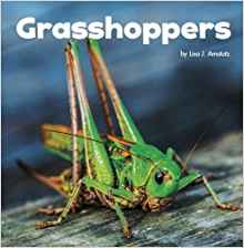 Grasshoppers (Little Pebble: Little Cr