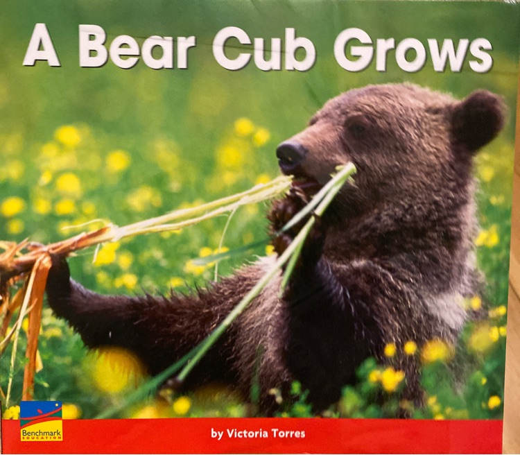 A bear cub grows