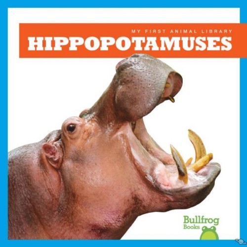 Hipopotamuses