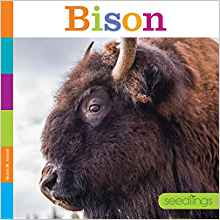 Bison (Seedlings)