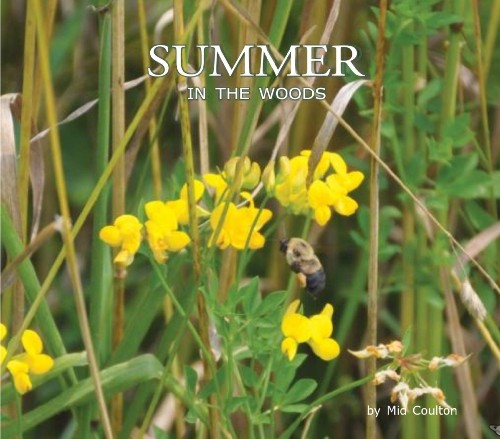 Summer in the Woods