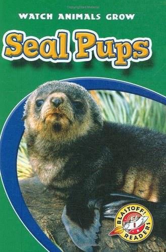 Seal Pups