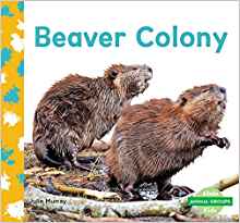 Beaver Colony (Animal Groups)