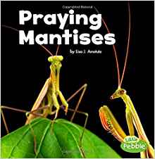 Praying Mantises (Little Critters)
