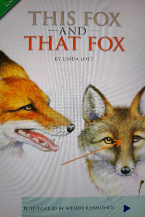 1.1.4 this fox and that fox