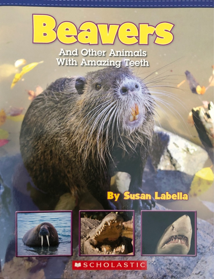 Beavers and other animals with amazing