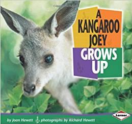 A Kangaroo Joey Grows Up