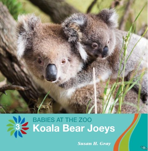 Koala Bear Joeys