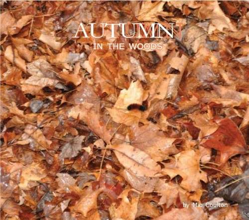 Autumn in the Woods