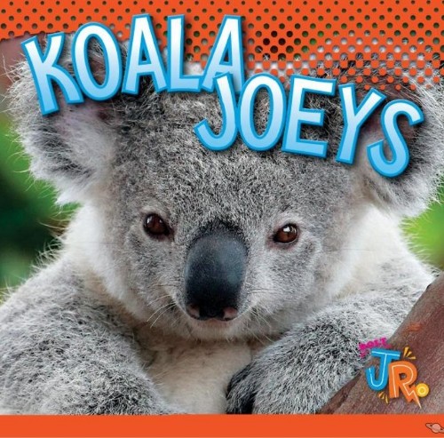 Koala Joeys
