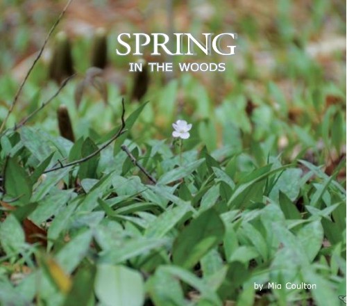Spring in the Woods