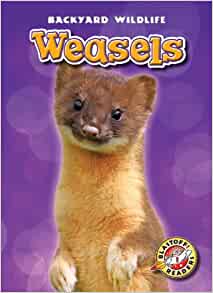 Weasels (Blastoff! Readers: Backyard W