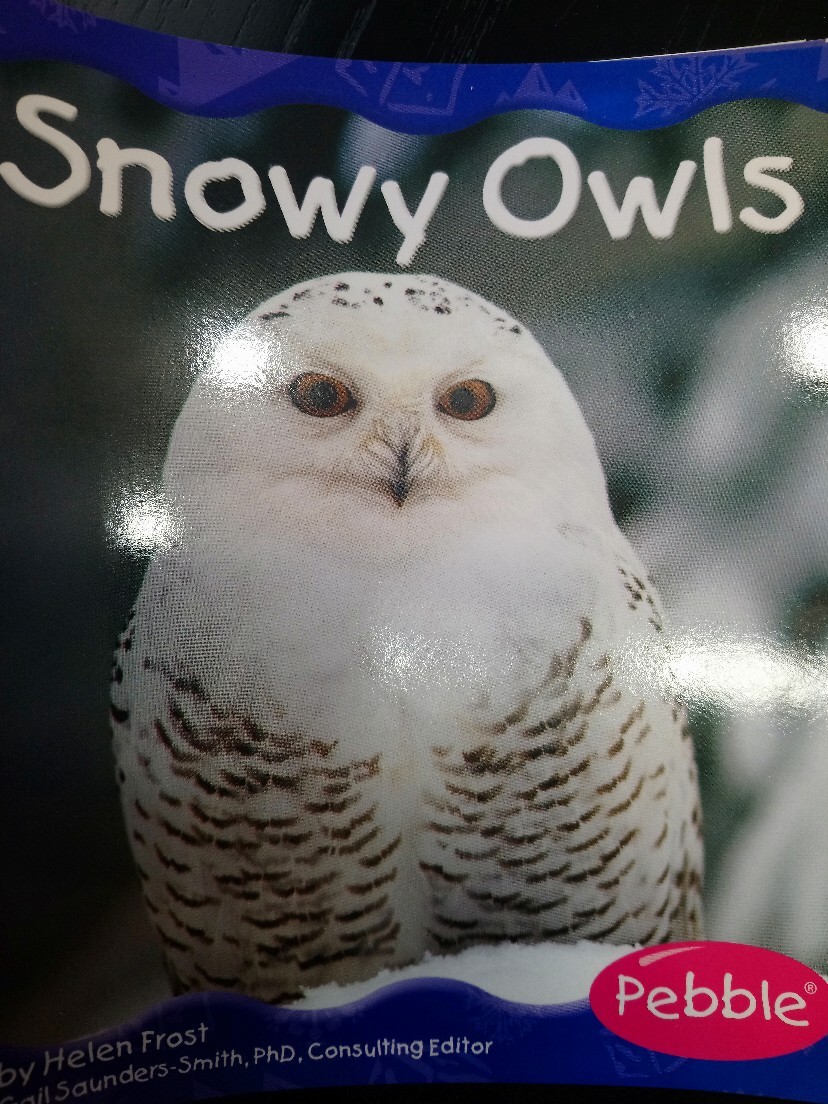 Snowy Owls [Scholastic] (Polar Animals