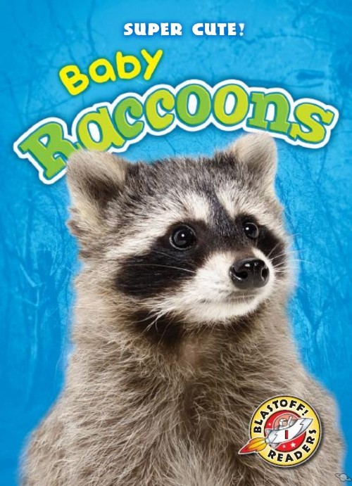 Baby Raccoons