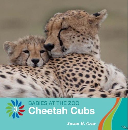 Cheetah Cubs