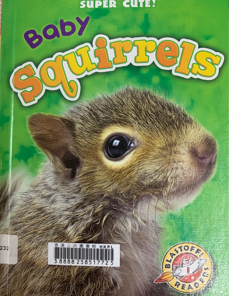 Baby squirrels