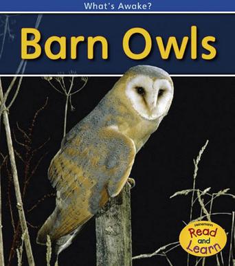 Barn Owls