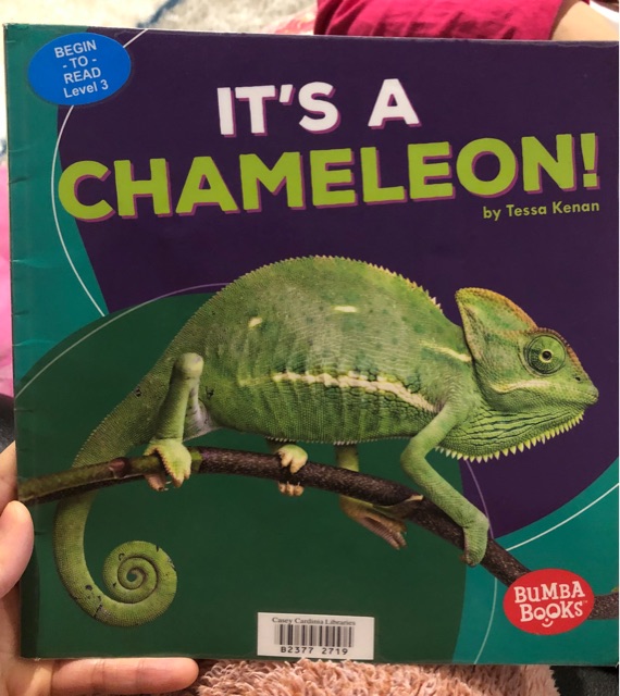 It's a chameleon!