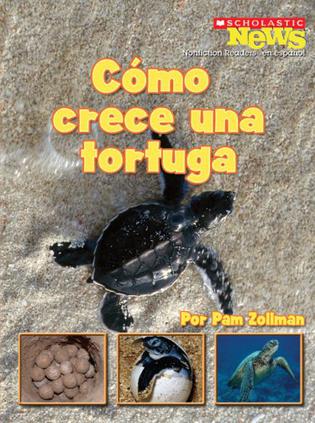 A Turtle Hatchling Grows Up