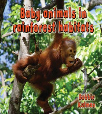 Baby Animals in Rainforest Habitats