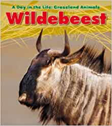 Wildebeest (A Day in the Life: Grassla