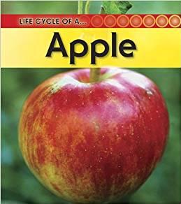 Life Cycle of a Apple