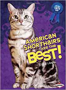 American Shorthairs Are the Best! (Bes
