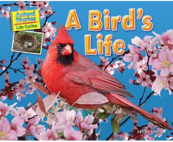 A Bird's Life