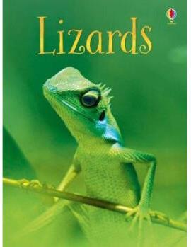 Lizards