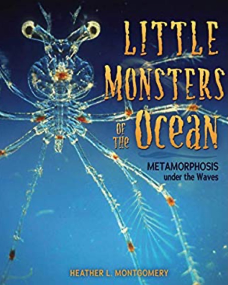 Little Monsters of the Ocean: Metamorp