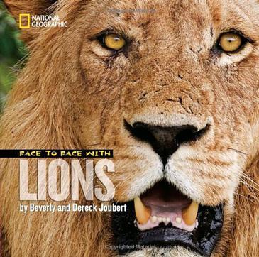 Face to Face with Lions
