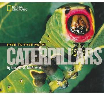Face to Face with Caterpillars
