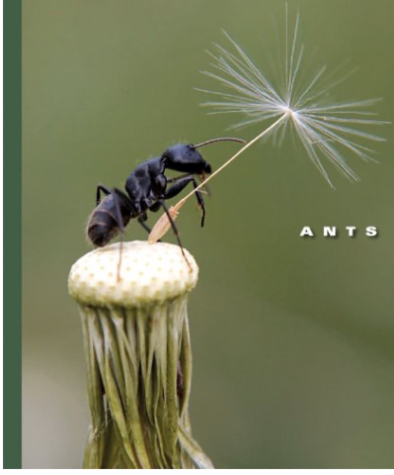 Ants (The World of Insects)