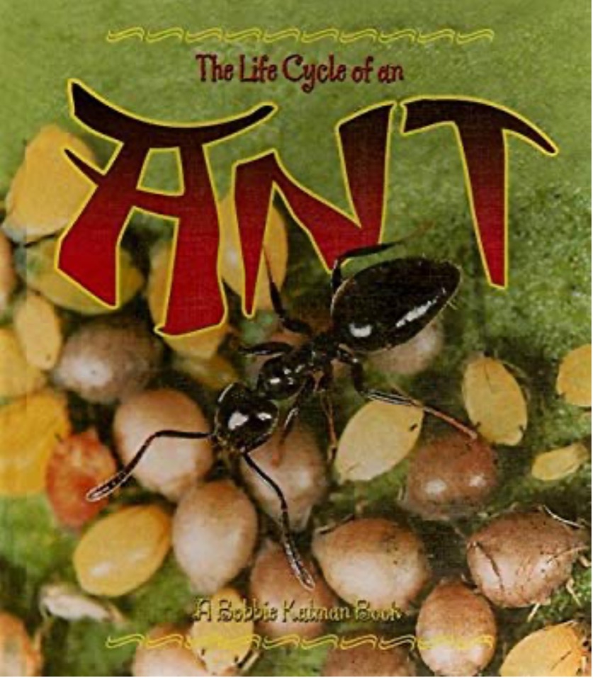 Ant (Life Cycle of A...(Library))
