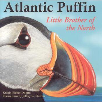 Atlantic Puffin - Little Brother of th