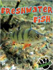 Freshwater Fish (Eye to Eye with Anima
